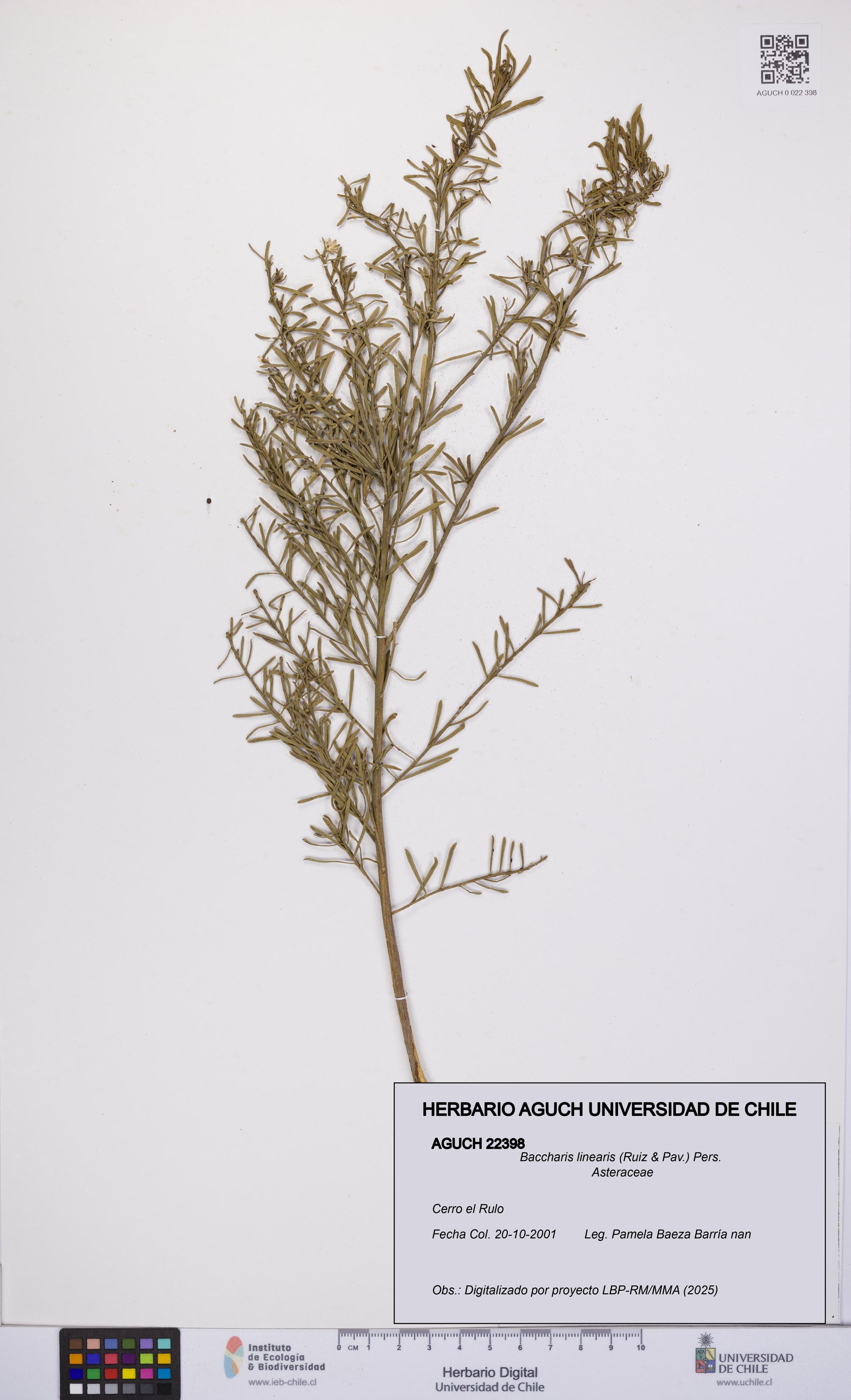 Baccharis linearis [Espécimen: UCH:AGUCH:0022398]