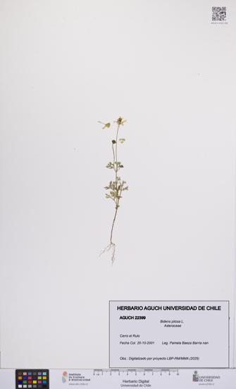 Bidens pilosa [Espécimen: UCH:AGUCH:0022399]