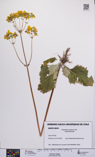Calceolaria pratensis [Espécimen: UCH:AGUCH:0022418]