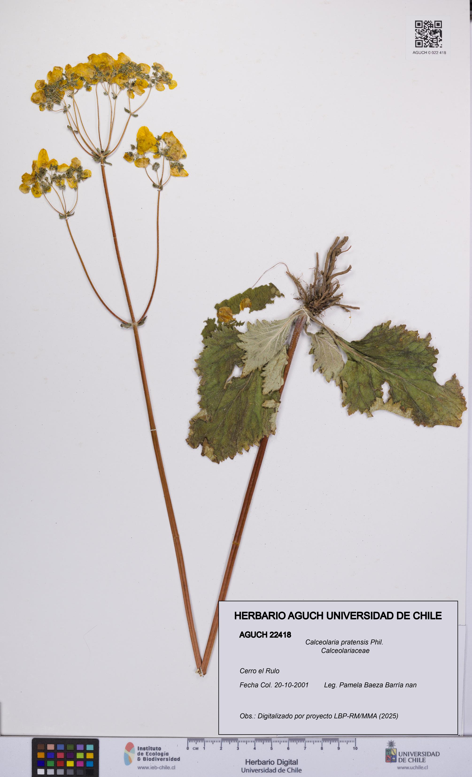 Calceolaria pratensis [Espécimen: UCH:AGUCH:0022418]