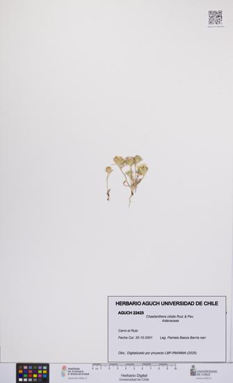 Chaetanthera ciliata [Espécimen: UCH:AGUCH:0022423]