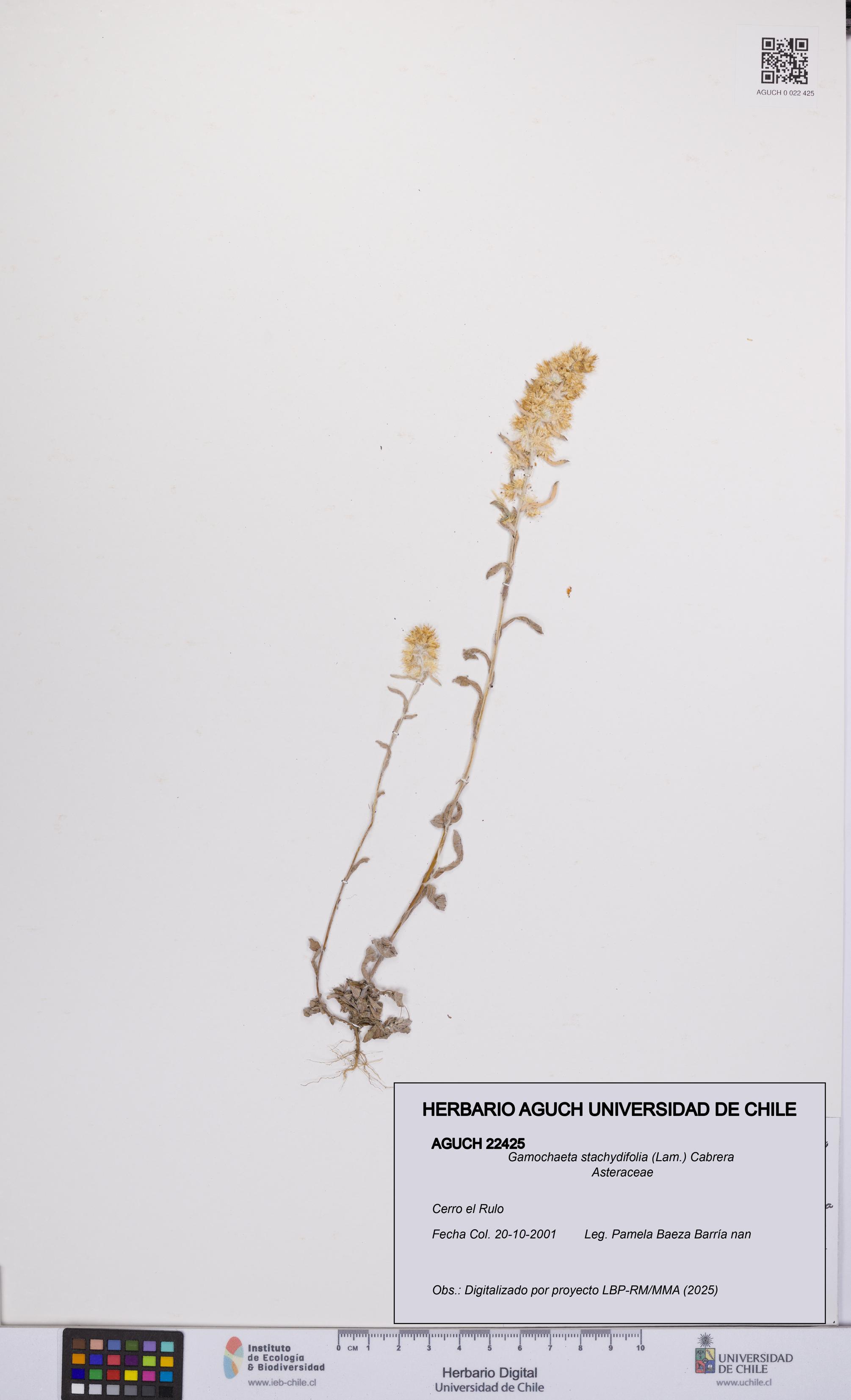 Gamochaeta stachydifolia [Espécimen: UCH:AGUCH:0022425]