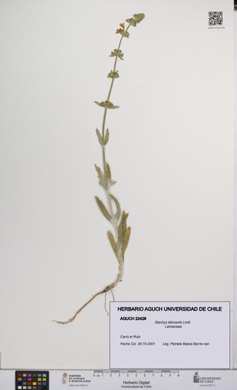 Stachys albicaulis [Espécimen: UCH:AGUCH:0022428]