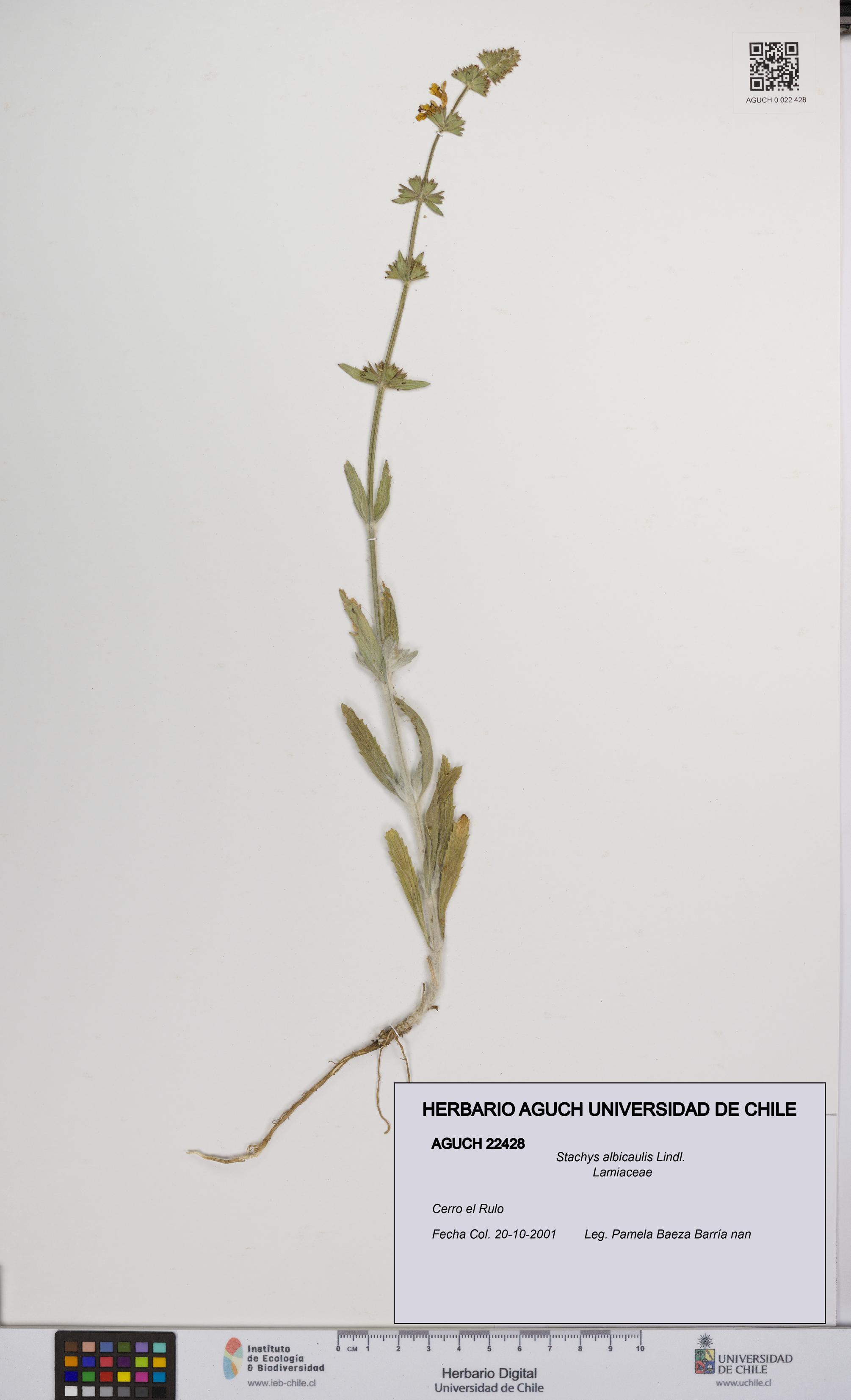 Stachys albicaulis [Espécimen: UCH:AGUCH:0022428]