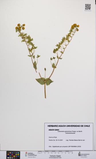 Calceolaria glandulosa [Espécimen: UCH:AGUCH:0022431]