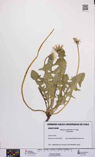 Taraxacum officinale [Espécimen: UCH:AGUCH:0022439]