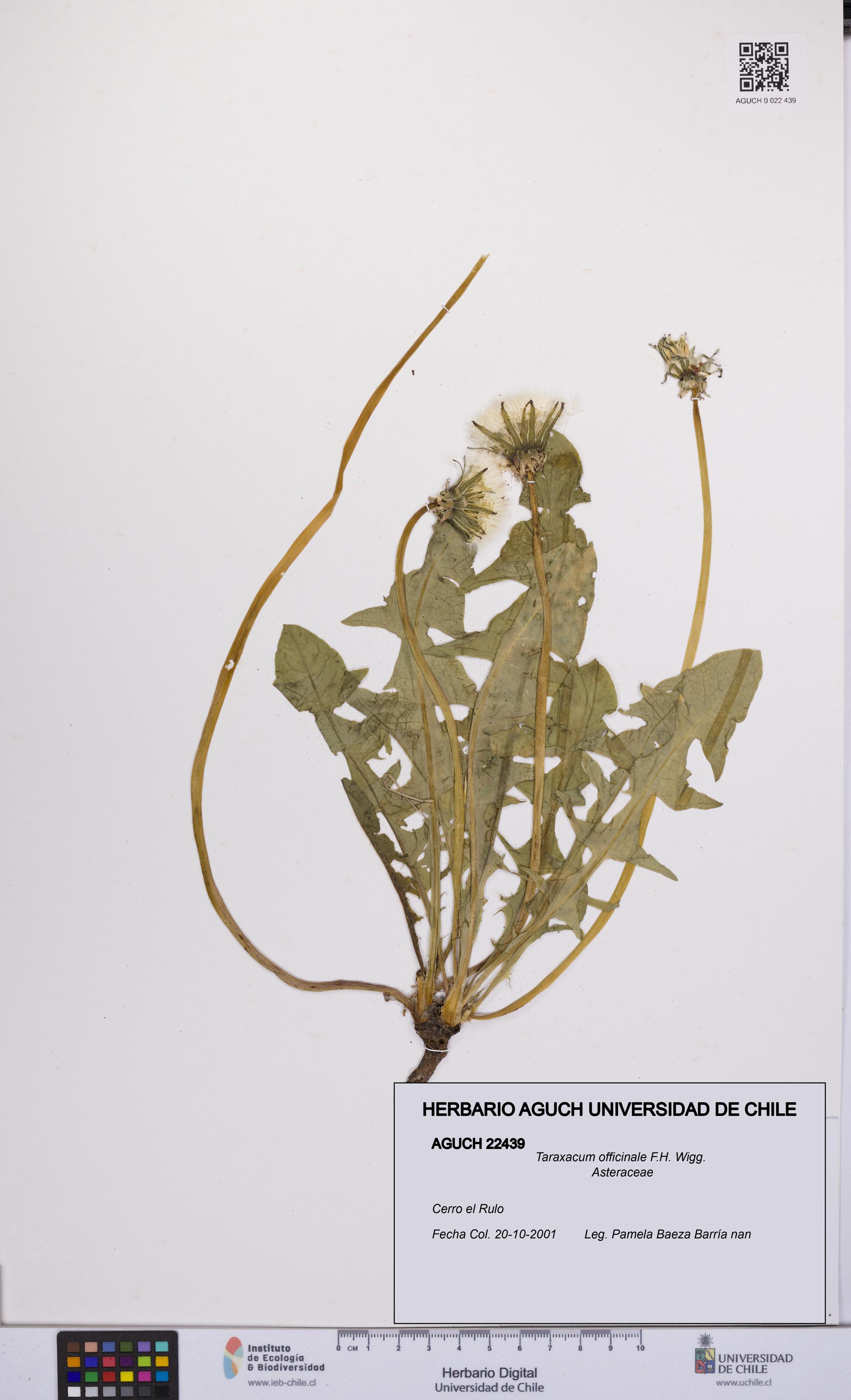 Taraxacum officinale [Espécimen: UCH:AGUCH:0022439]