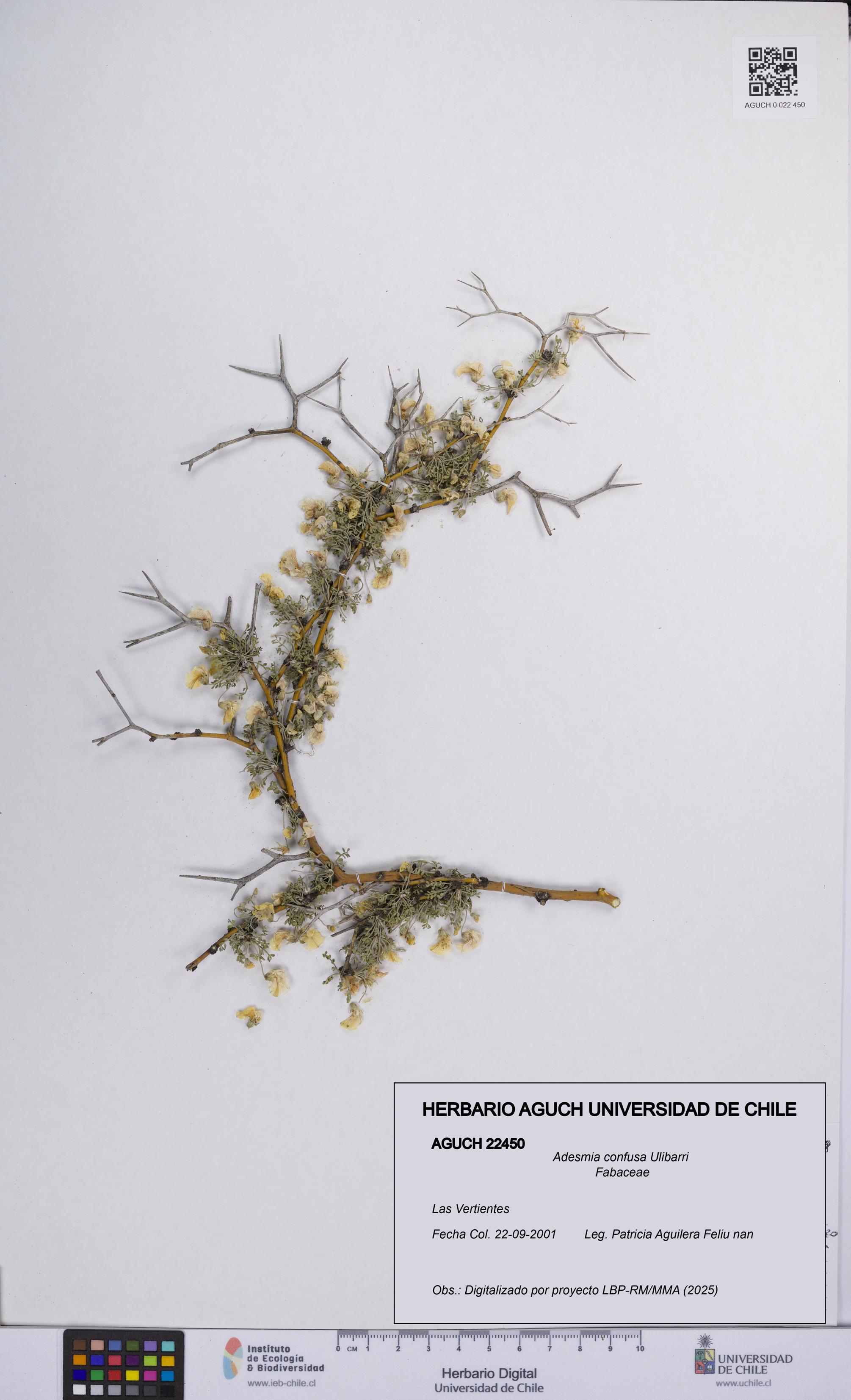 Adesmia confusa [Espécimen: UCH:AGUCH:0022450]