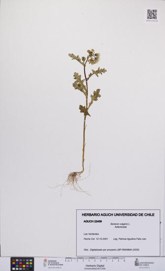 Senecio vulgaris [Espécimen: UCH:AGUCH:0022459]