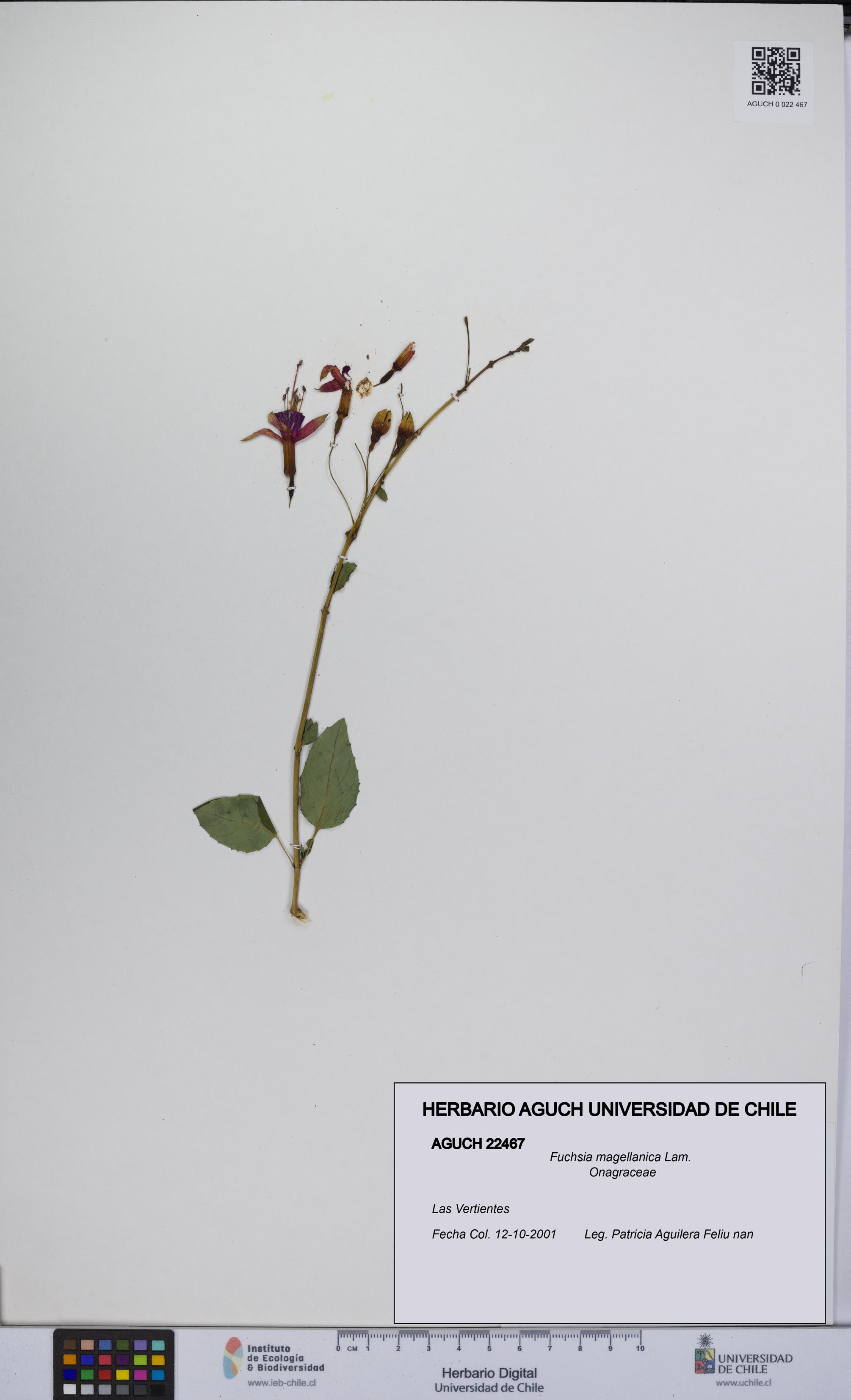 Fuchsia magellanica [Espécimen: UCH:AGUCH:0022467]