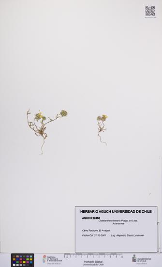 Chaetanthera linearis [Espécimen: UCH:AGUCH:0022488]
