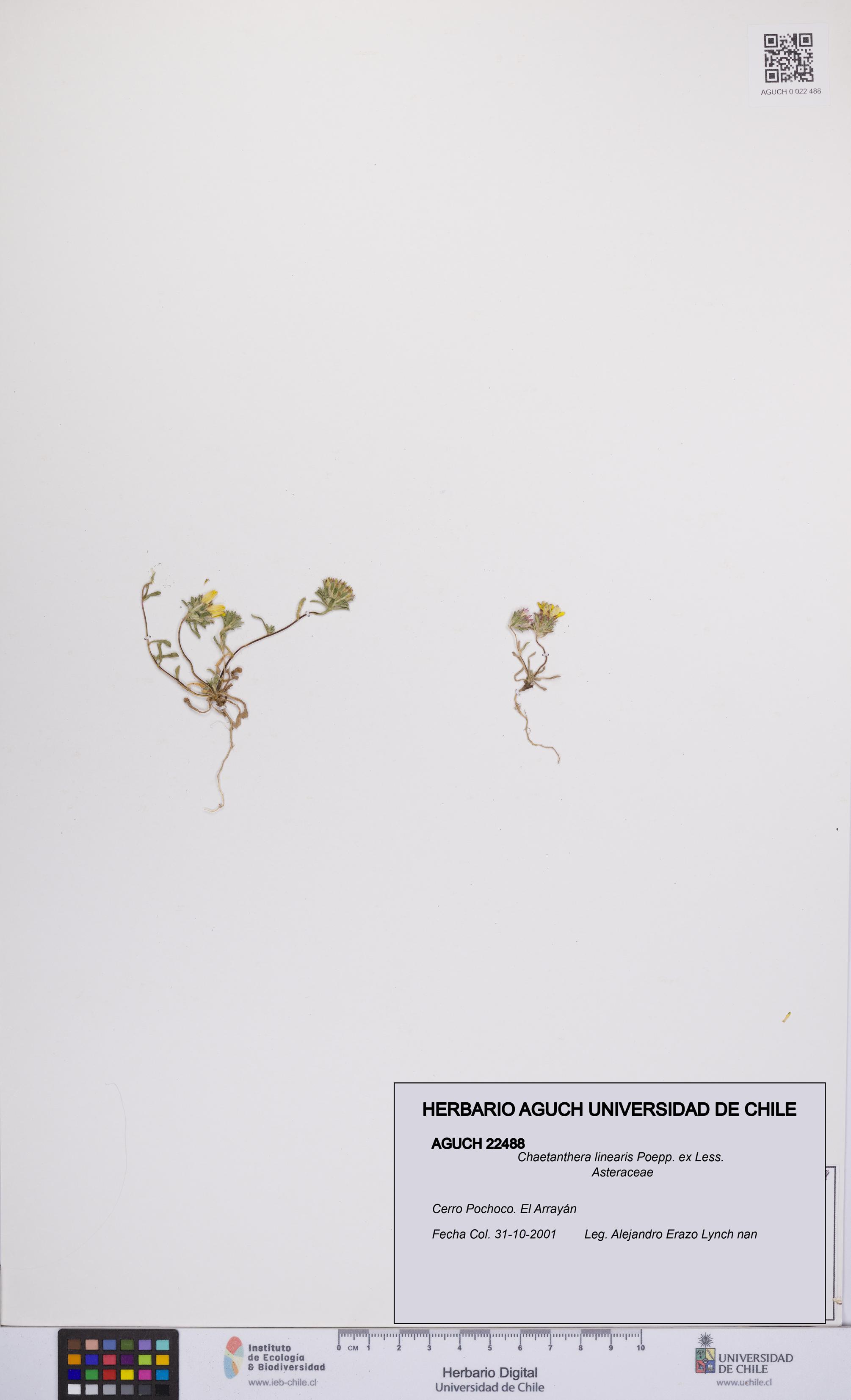 Chaetanthera linearis [Espécimen: UCH:AGUCH:0022488]