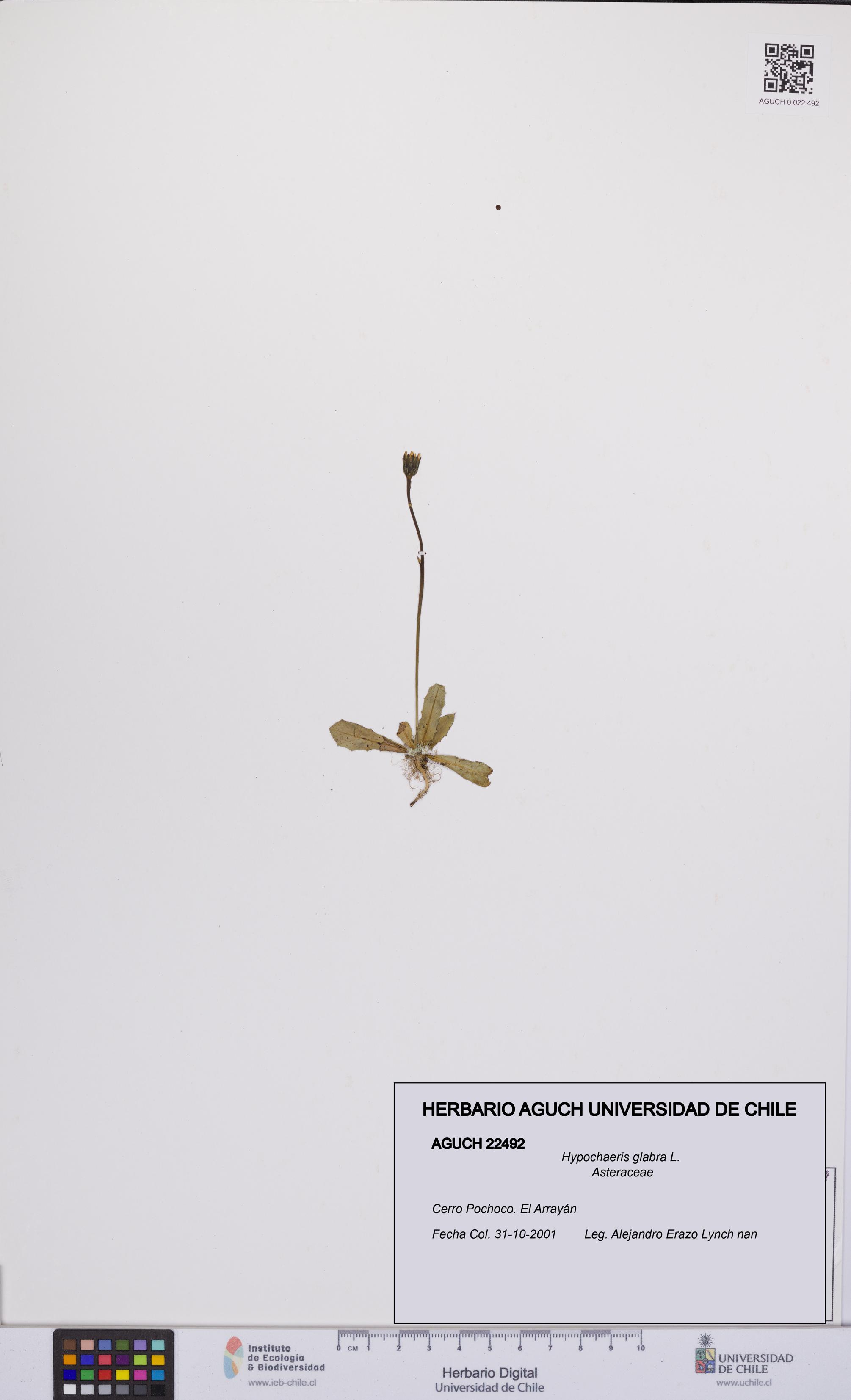 Hypochaeris glabra [Espécimen: UCH:AGUCH:0022492]