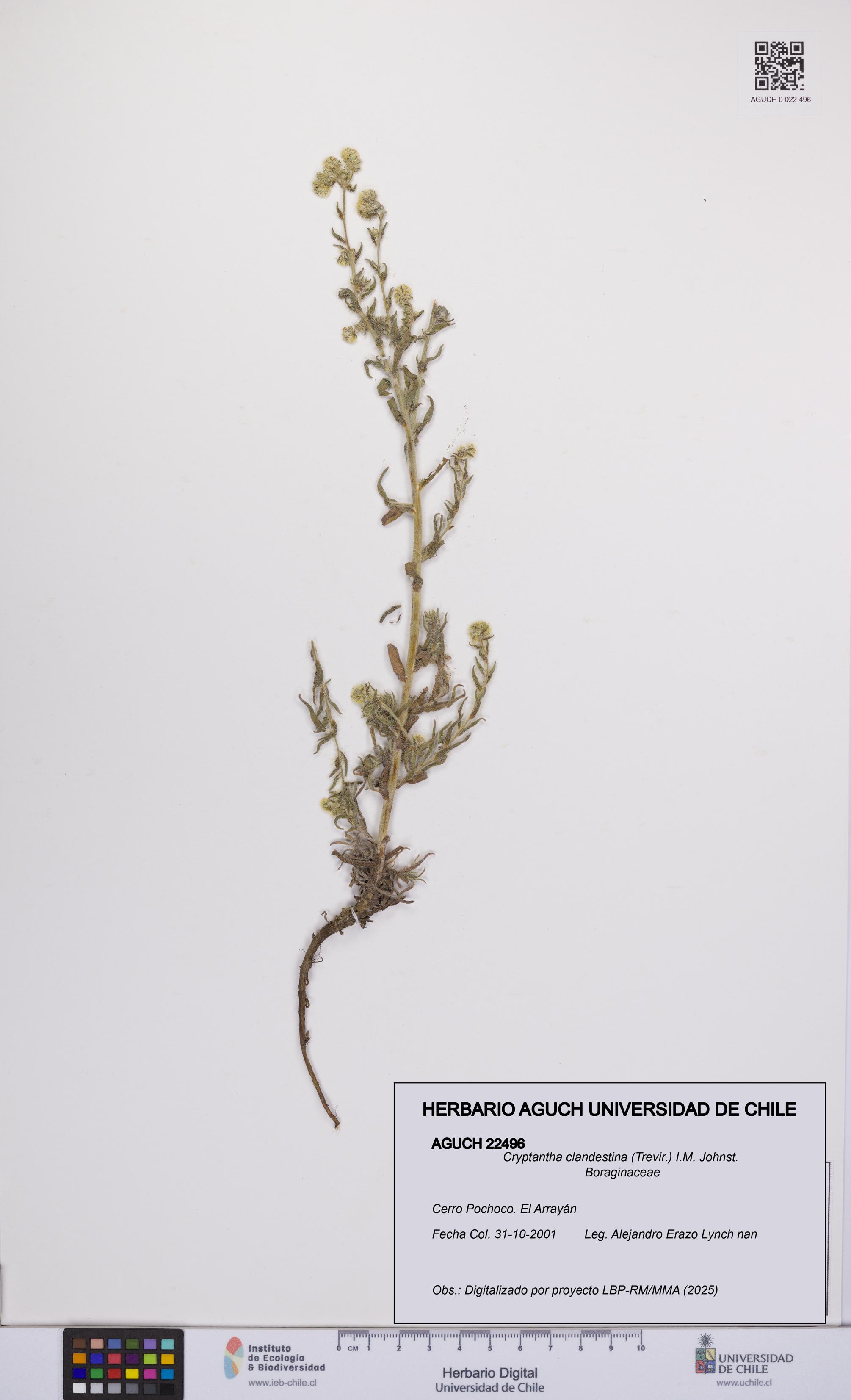 Cryptantha clandestina [Espécimen: UCH:AGUCH:0022496]