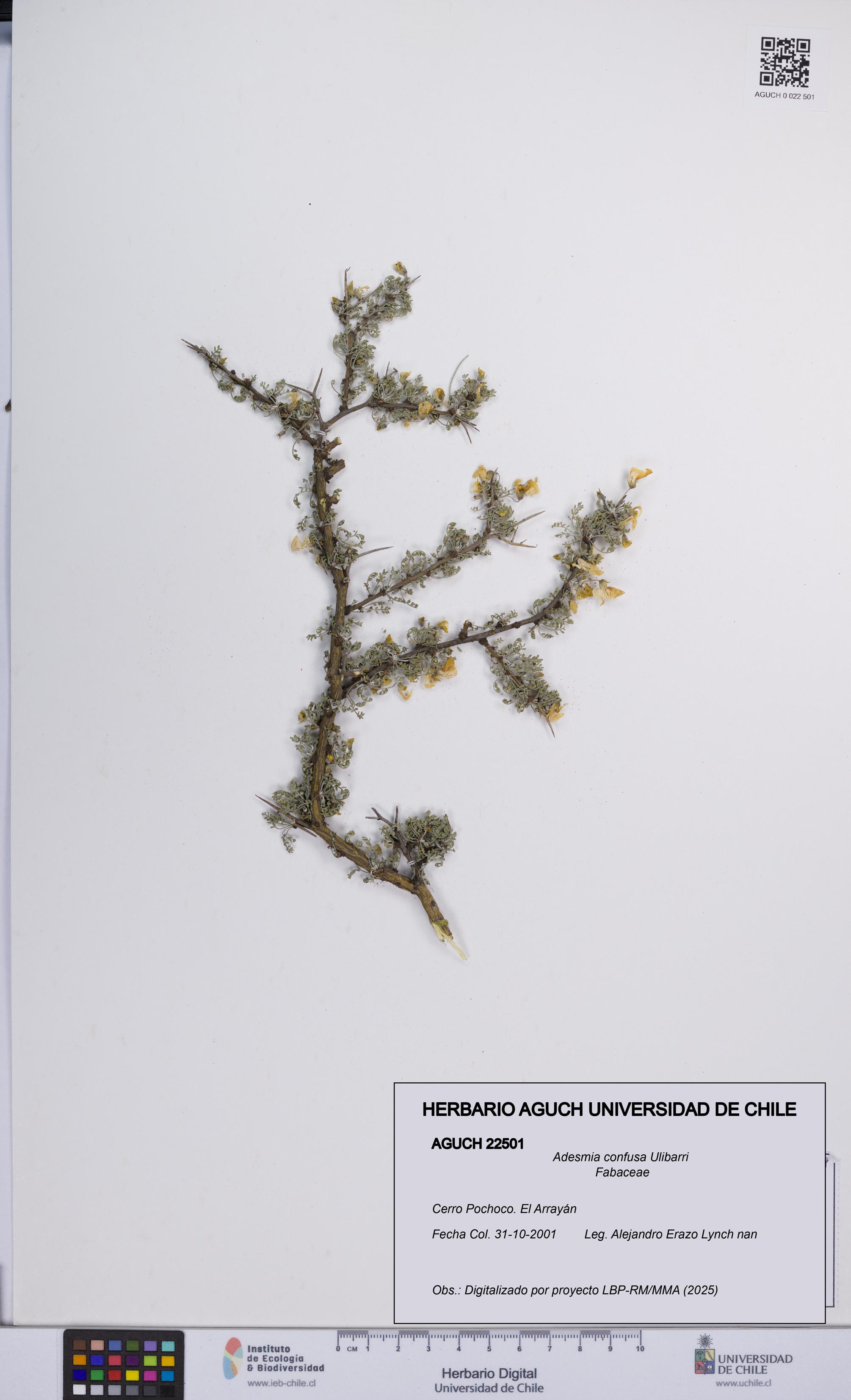 Adesmia confusa [Espécimen: UCH:AGUCH:0022501]