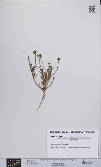 Cistanthe arenaria [Espécimen: UCH:AGUCH:0022509]