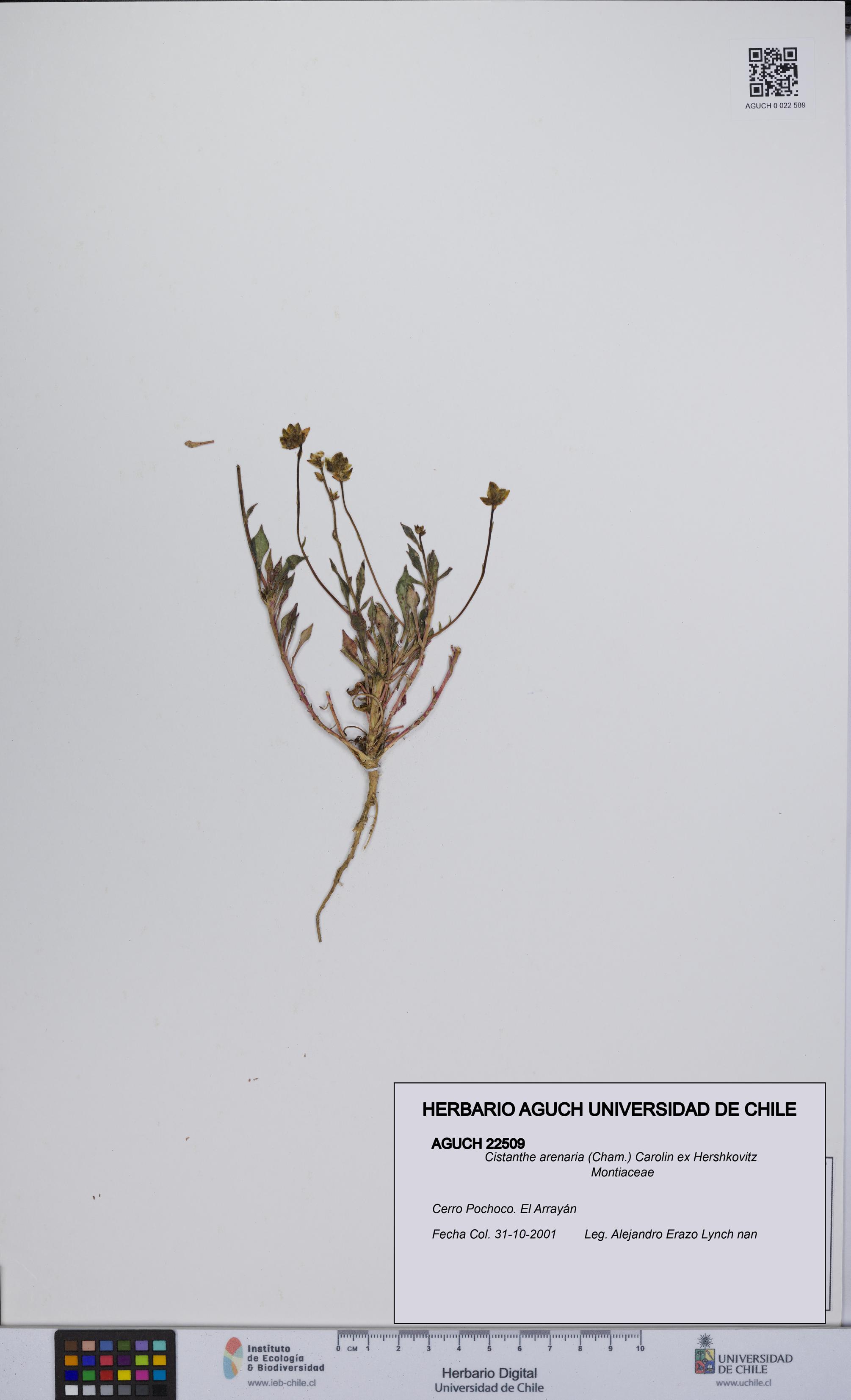 Cistanthe arenaria [Espécimen: UCH:AGUCH:0022509]