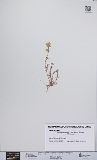 Montiopsis capitata [Espécimen: UCH:AGUCH:0022510]