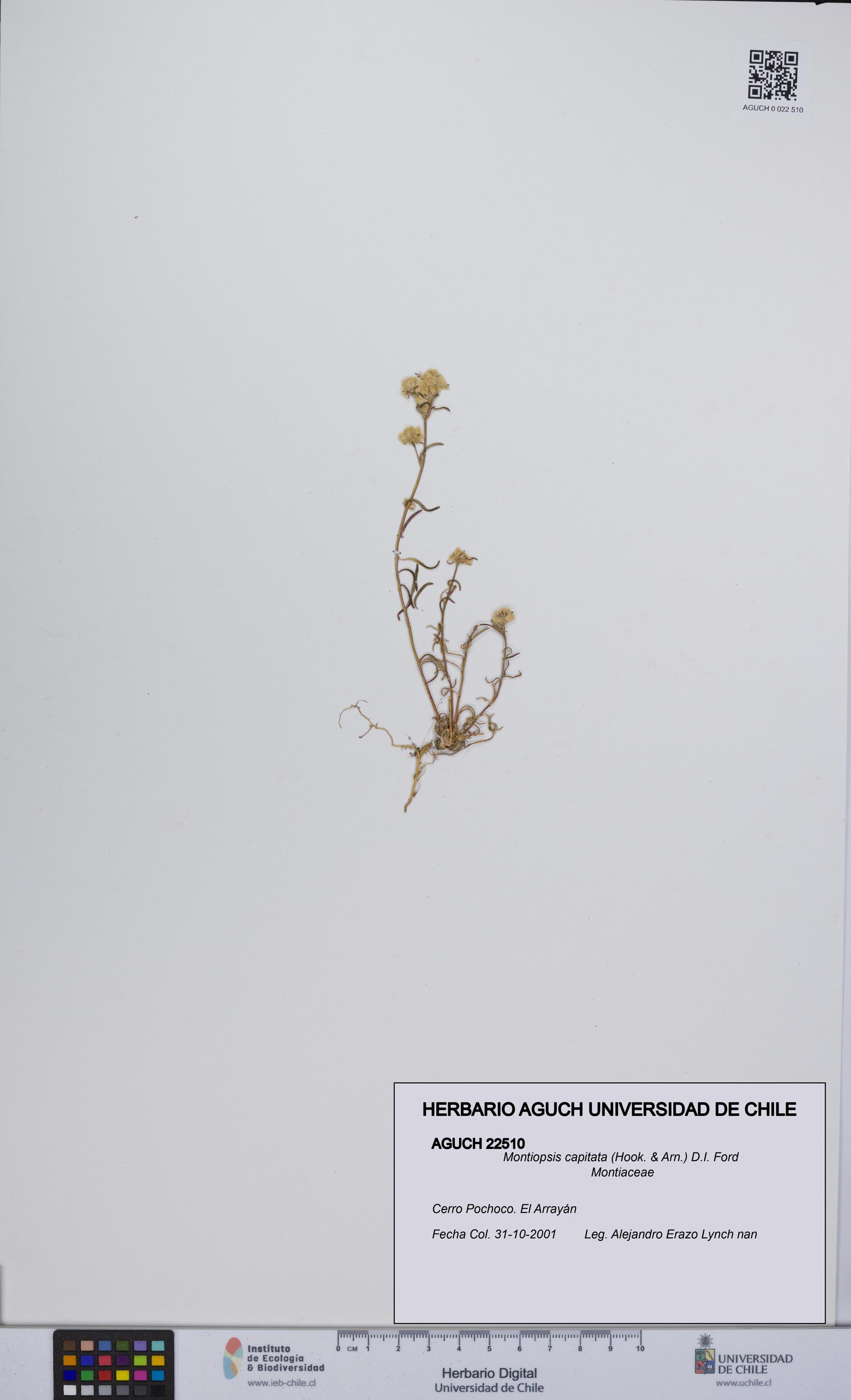 Montiopsis capitata [Espécimen: UCH:AGUCH:0022510]