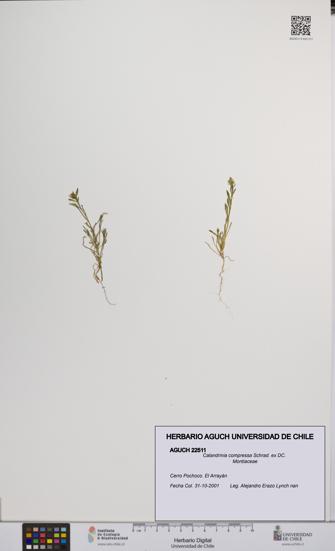 Calandrinia compressa [Espécimen: UCH:AGUCH:0022511]