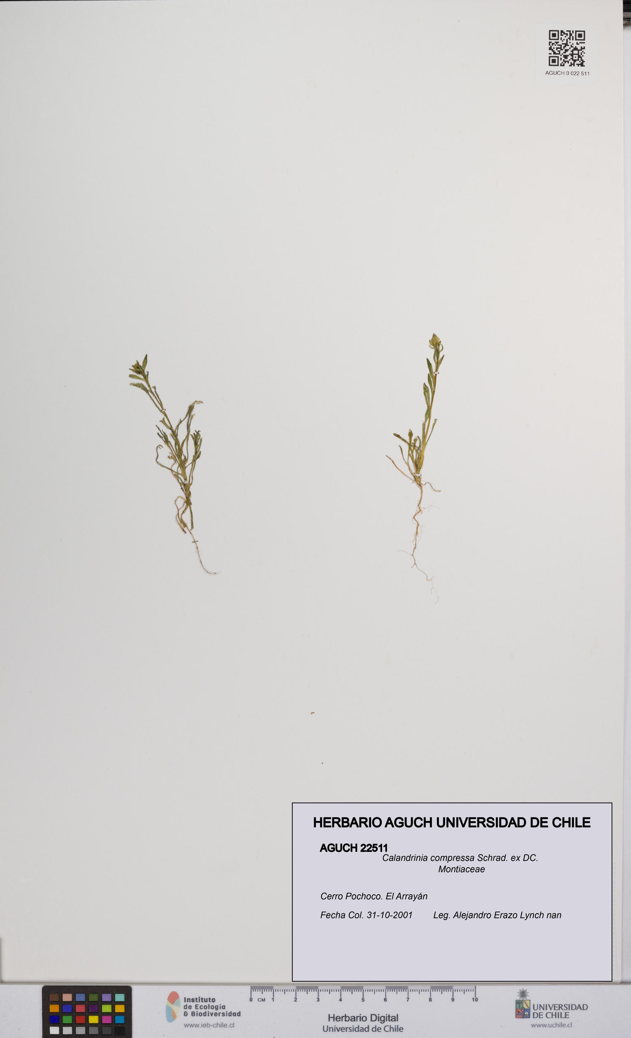 Calandrinia compressa [Espécimen: UCH:AGUCH:0022511]