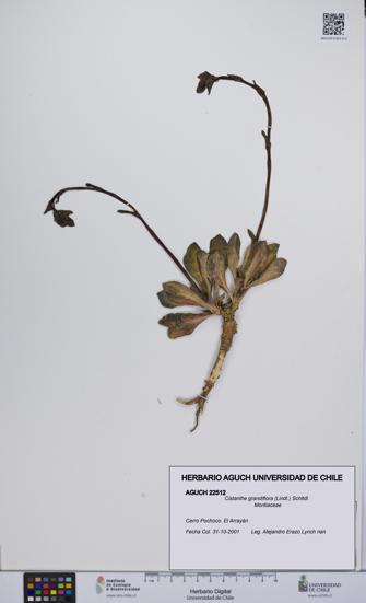 Cistanthe grandiflora [Espécimen: UCH:AGUCH:0022512]