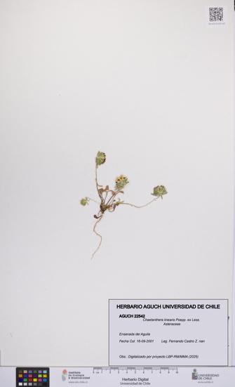 Chaetanthera linearis [Espécimen: UCH:AGUCH:0022542]