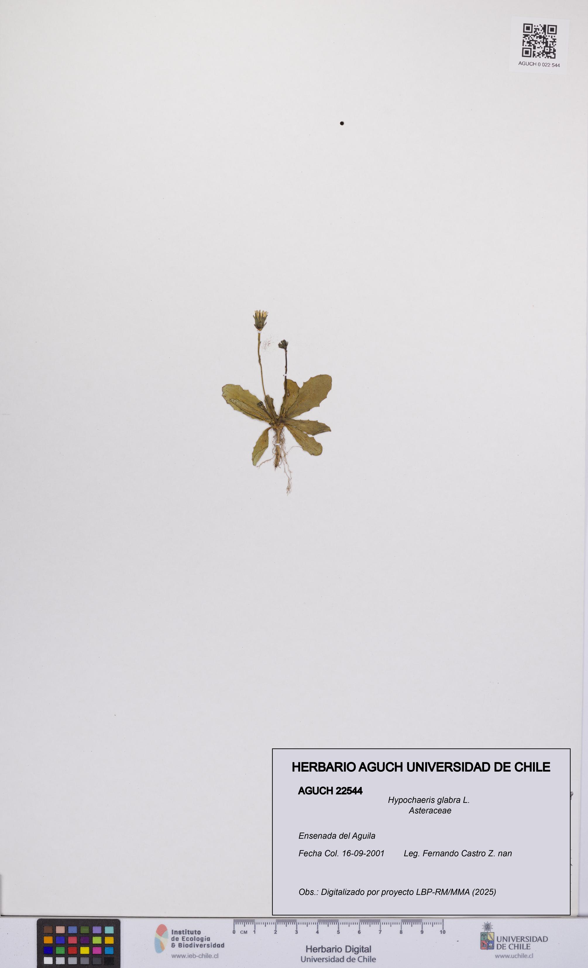 Hypochaeris glabra [Espécimen: UCH:AGUCH:0022544]