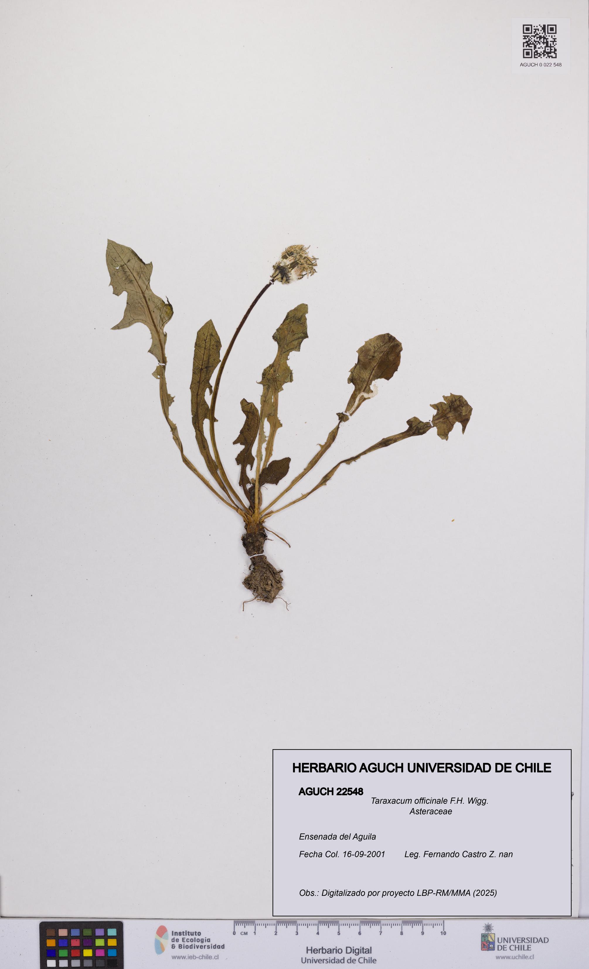 Taraxacum officinale [Espécimen: UCH:AGUCH:0022548]