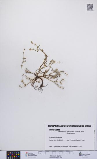 Plagiobothrys procumbens [Espécimen: UCH:AGUCH:0022550]