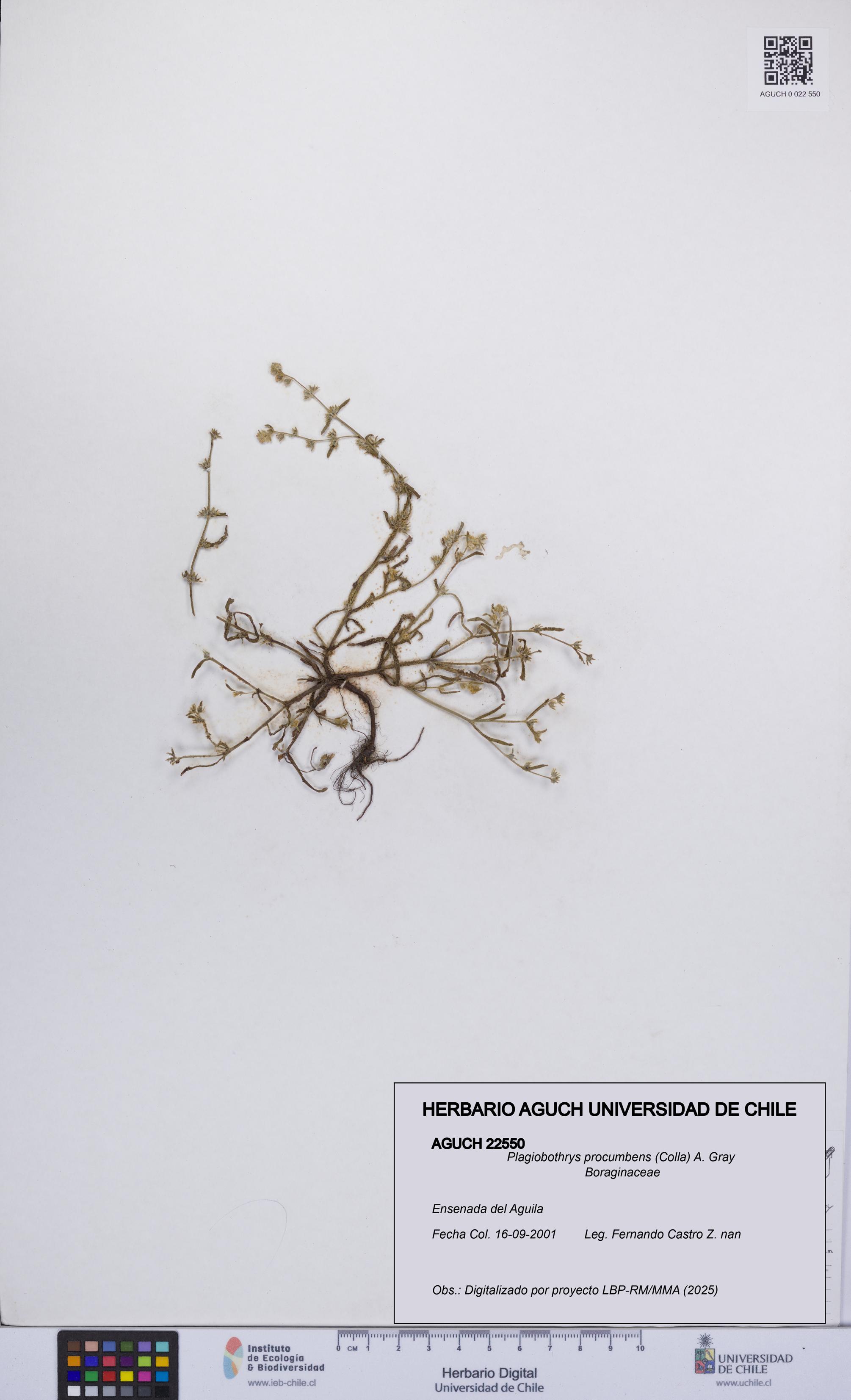 Plagiobothrys procumbens [Espécimen: UCH:AGUCH:0022550]