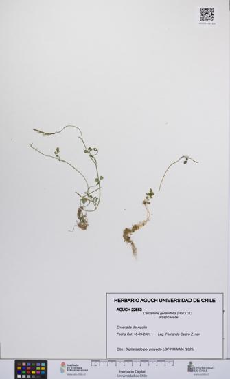 Cardamine geraniifolia [Espécimen: UCH:AGUCH:0022553]