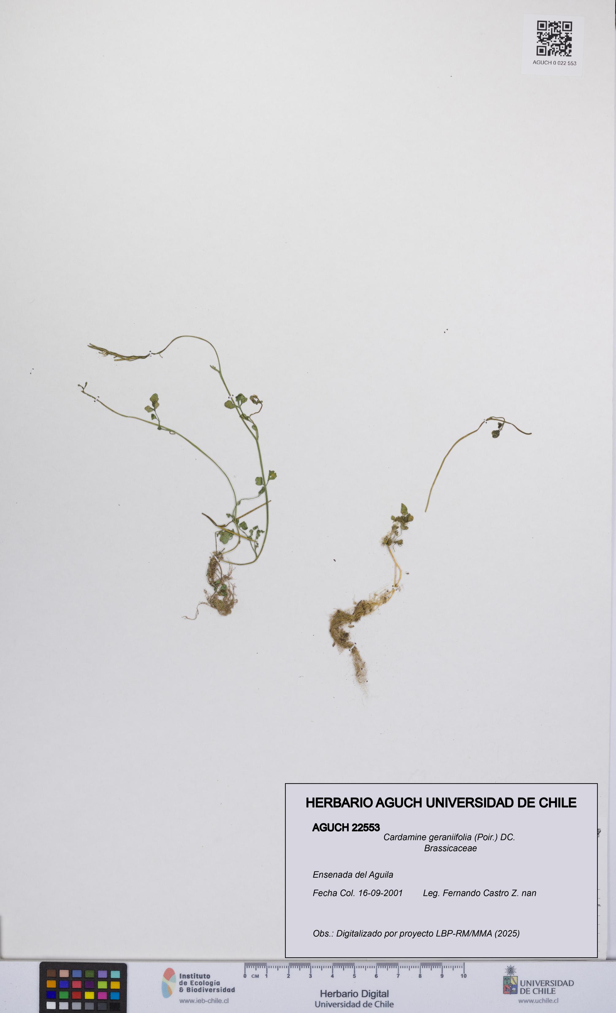Cardamine geraniifolia [Espécimen: UCH:AGUCH:0022553]