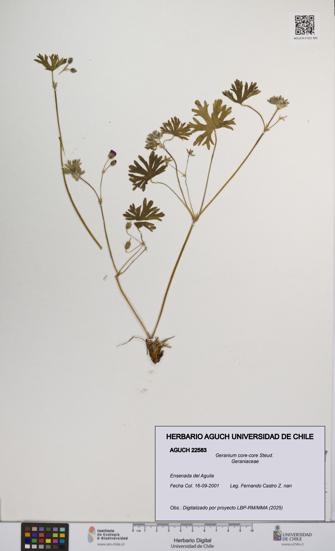 Geranium core-core [Espécimen: UCH:AGUCH:0022583]