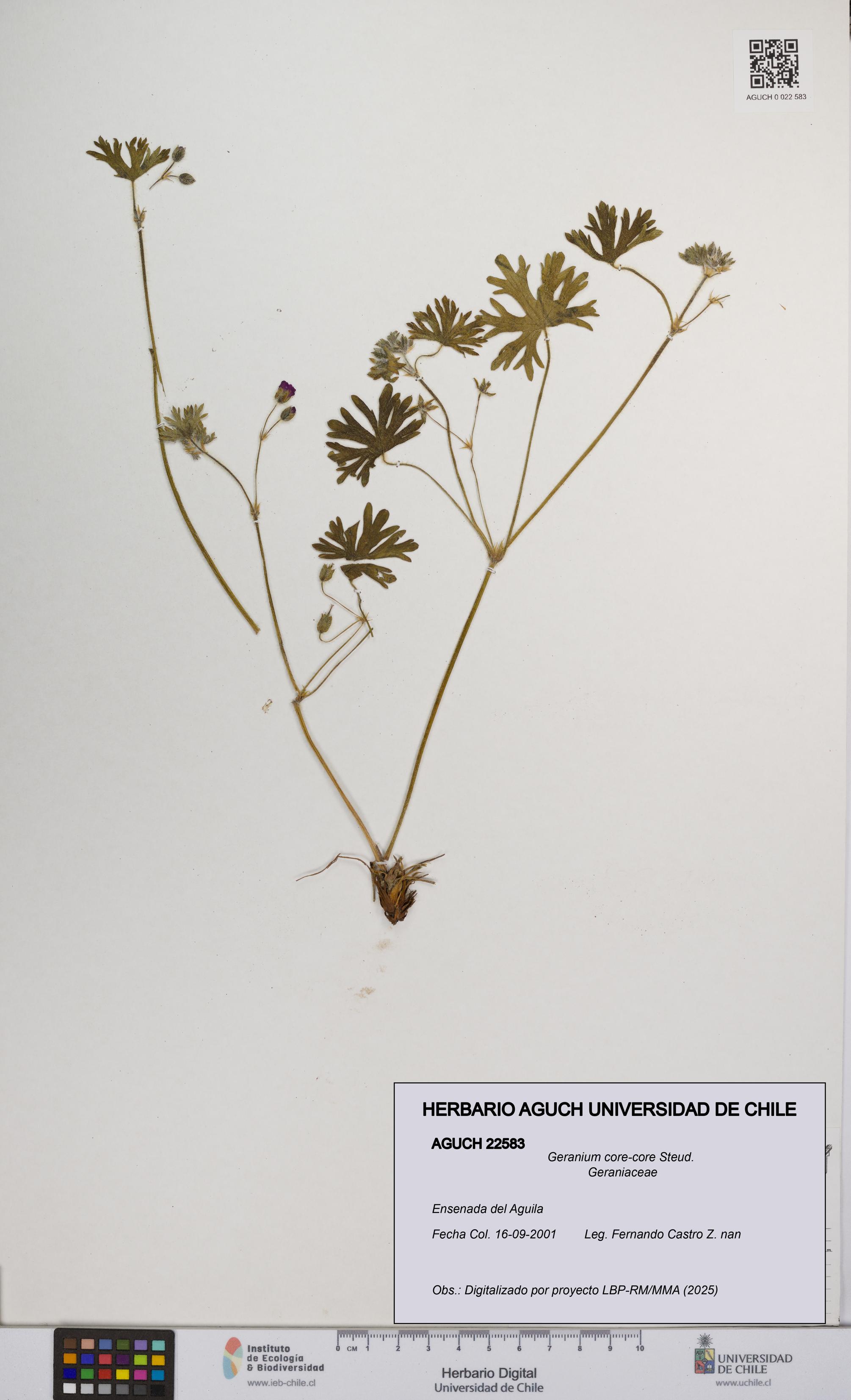 Geranium core-core [Espécimen: UCH:AGUCH:0022583]