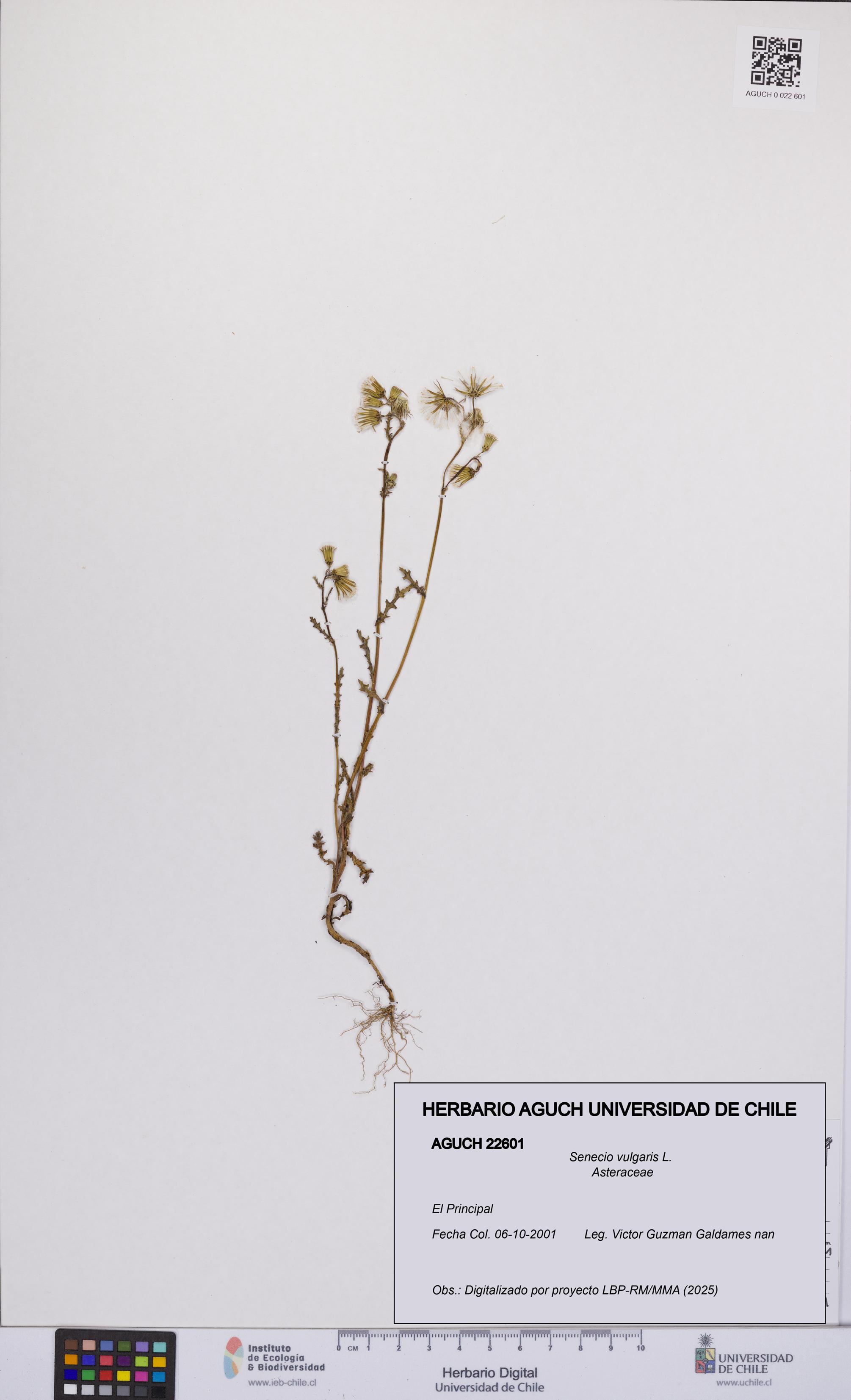 Senecio vulgaris [Espécimen: UCH:AGUCH:0022601]