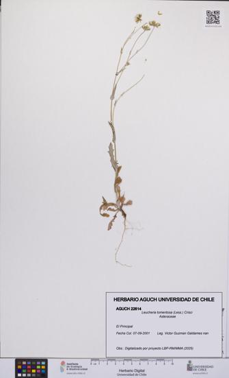 Leucheria tomentosa [Espécimen: UCH:AGUCH:0022614]