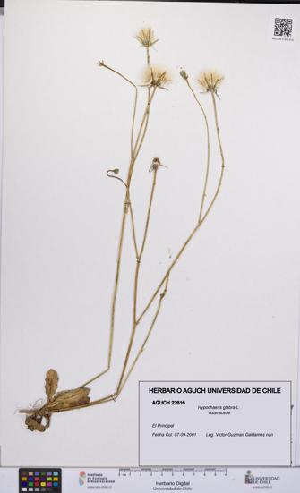 Hypochaeris glabra [Espécimen: UCH:AGUCH:0022616]