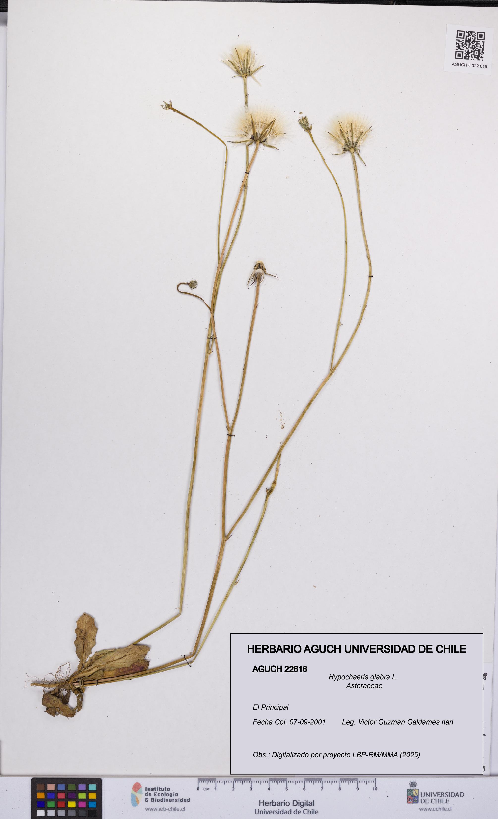 Hypochaeris glabra [Espécimen: UCH:AGUCH:0022616]