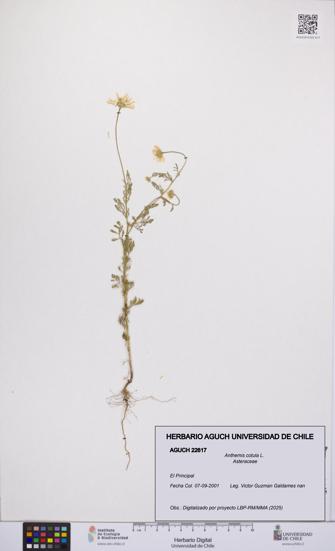 Anthemis cotula [Espécimen: UCH:AGUCH:0022617]