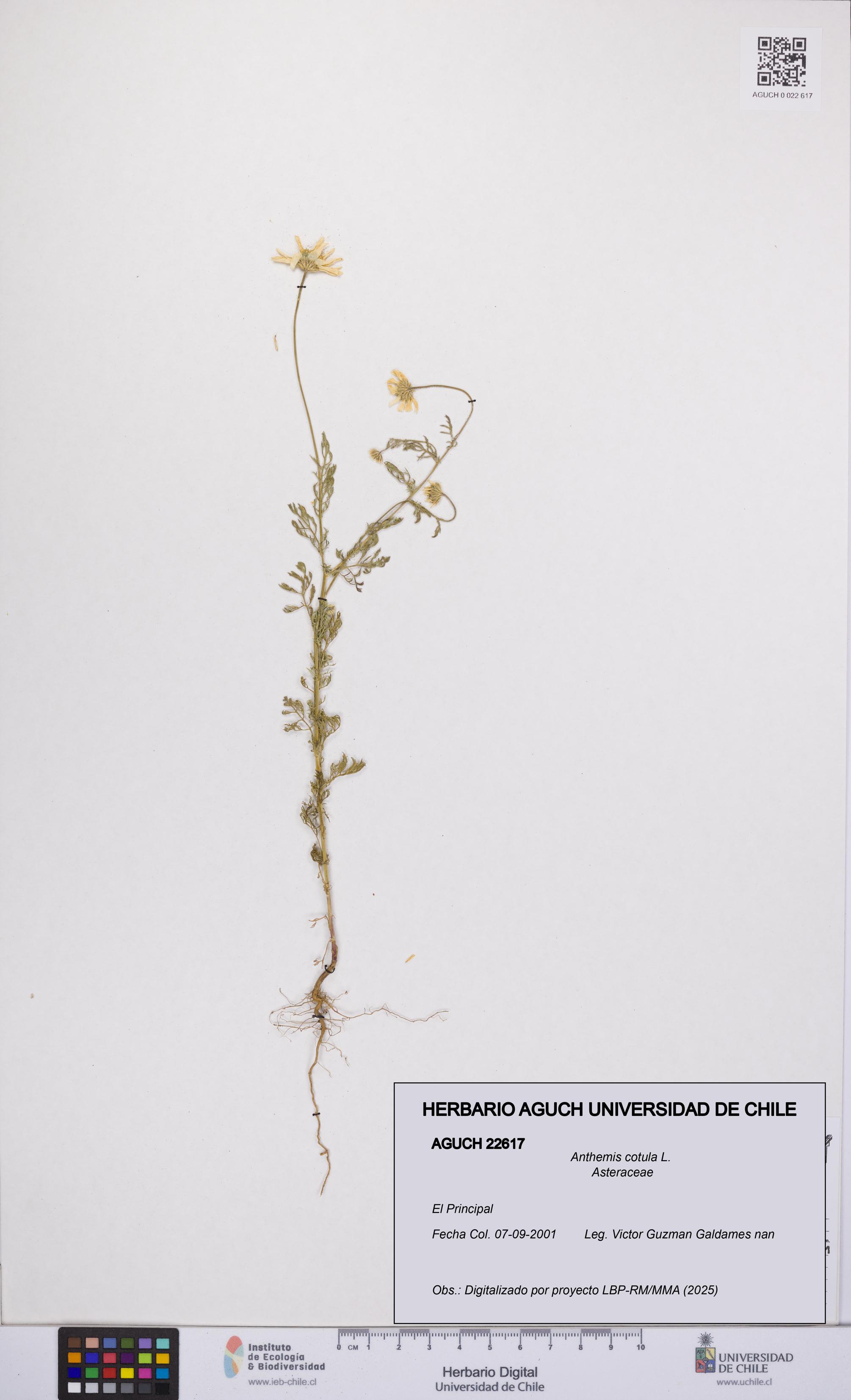 Anthemis cotula [Espécimen: UCH:AGUCH:0022617]