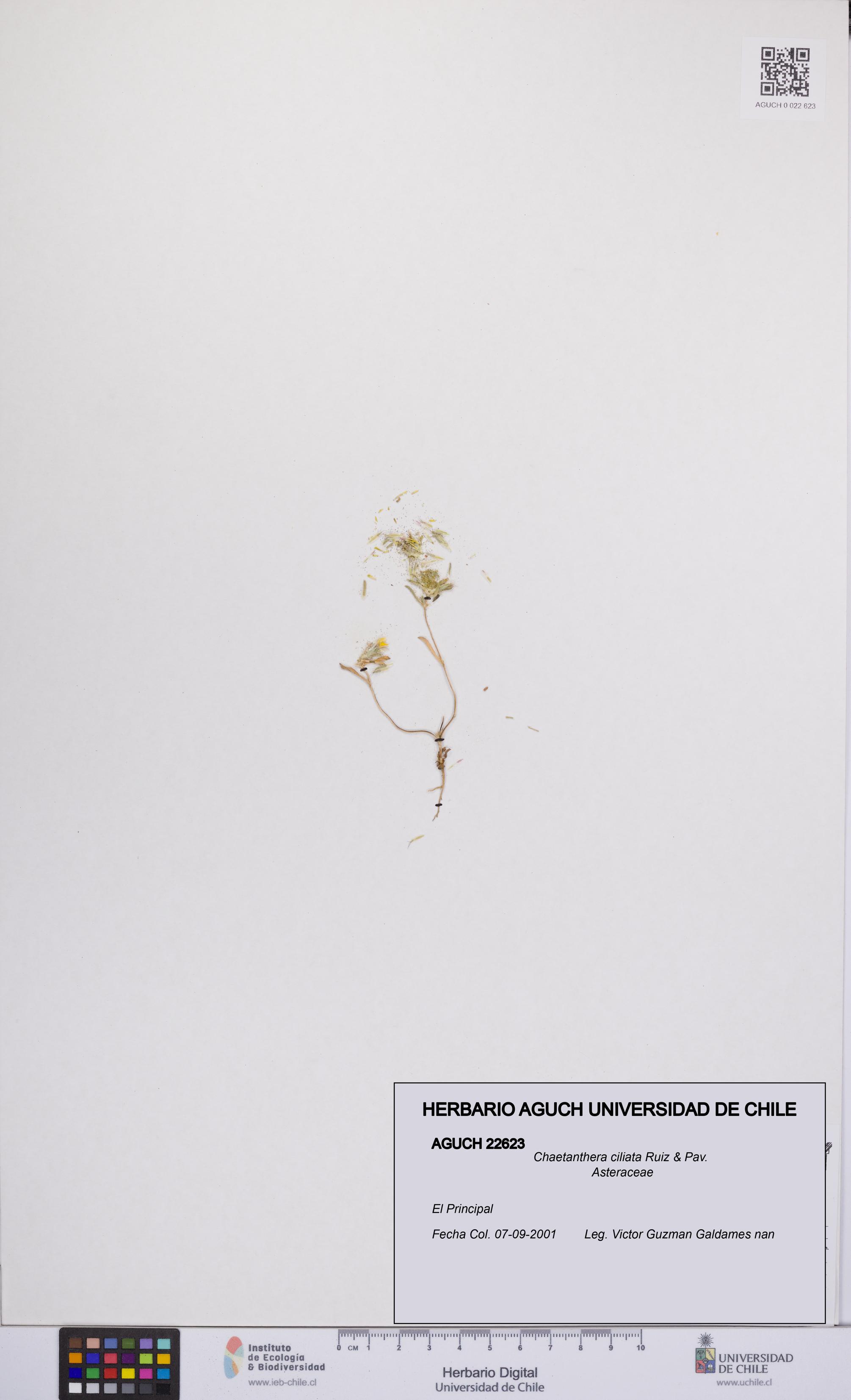 Chaetanthera ciliata [Espécimen: UCH:AGUCH:0022623]