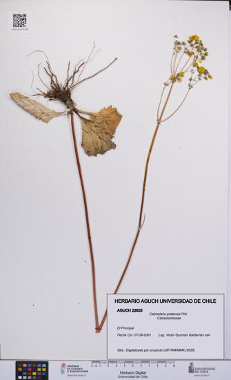 Calceolaria pratensis [Espécimen: UCH:AGUCH:0022625]