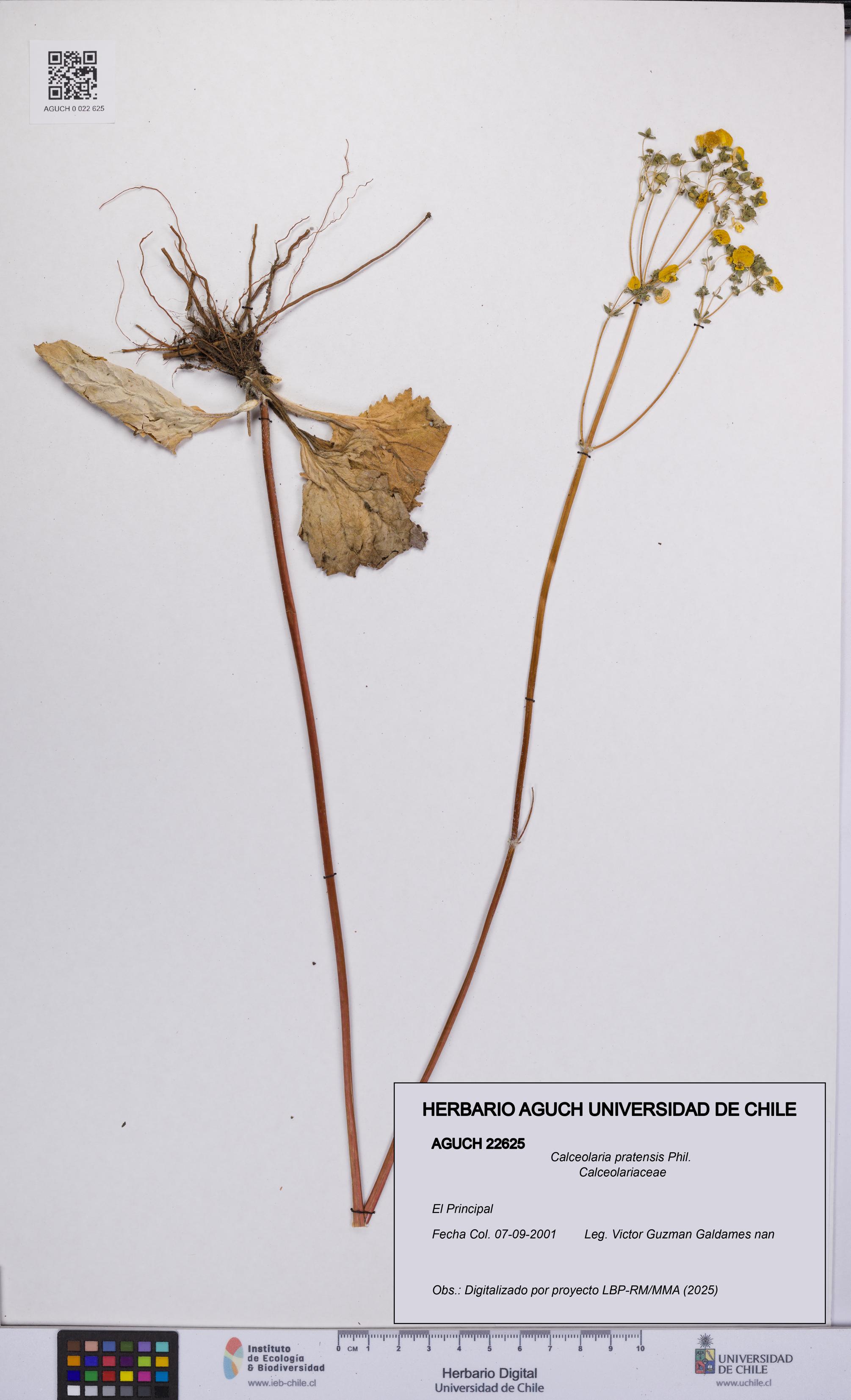 Calceolaria pratensis [Espécimen: UCH:AGUCH:0022625]