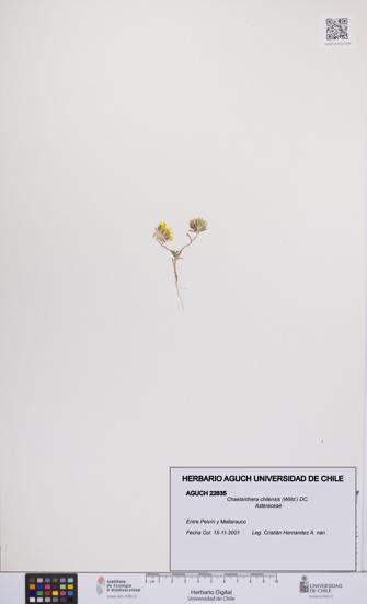 Chaetanthera chilensis [Espécimen: UCH:AGUCH:0022635]