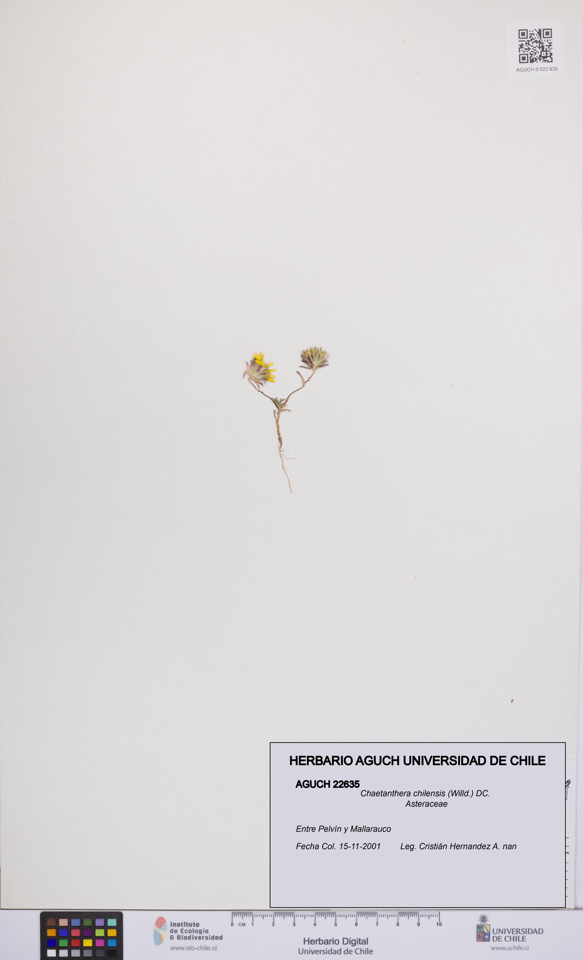 Chaetanthera chilensis [Espécimen: UCH:AGUCH:0022635]