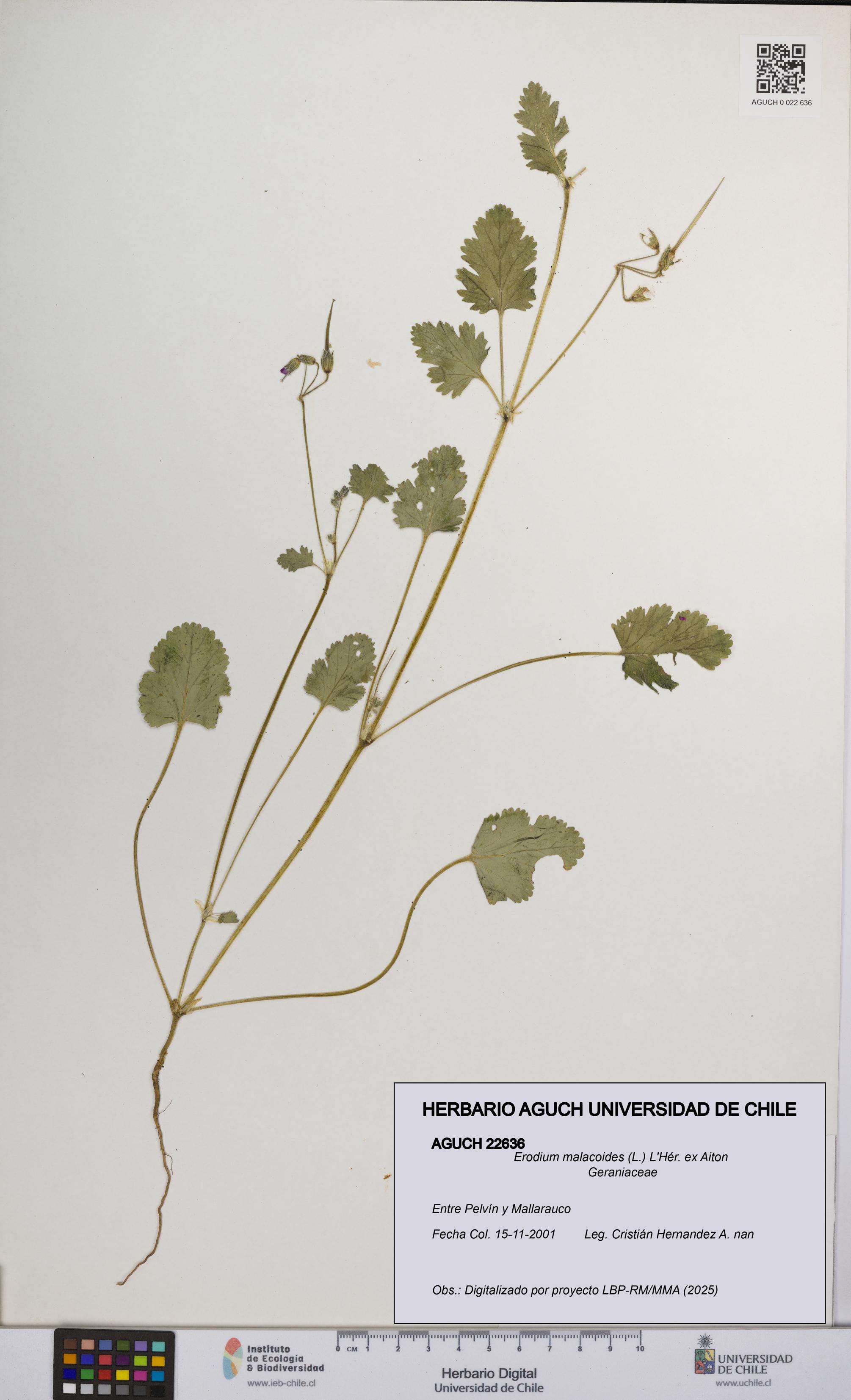 Erodium malacoides [Espécimen: UCH:AGUCH:0022636]