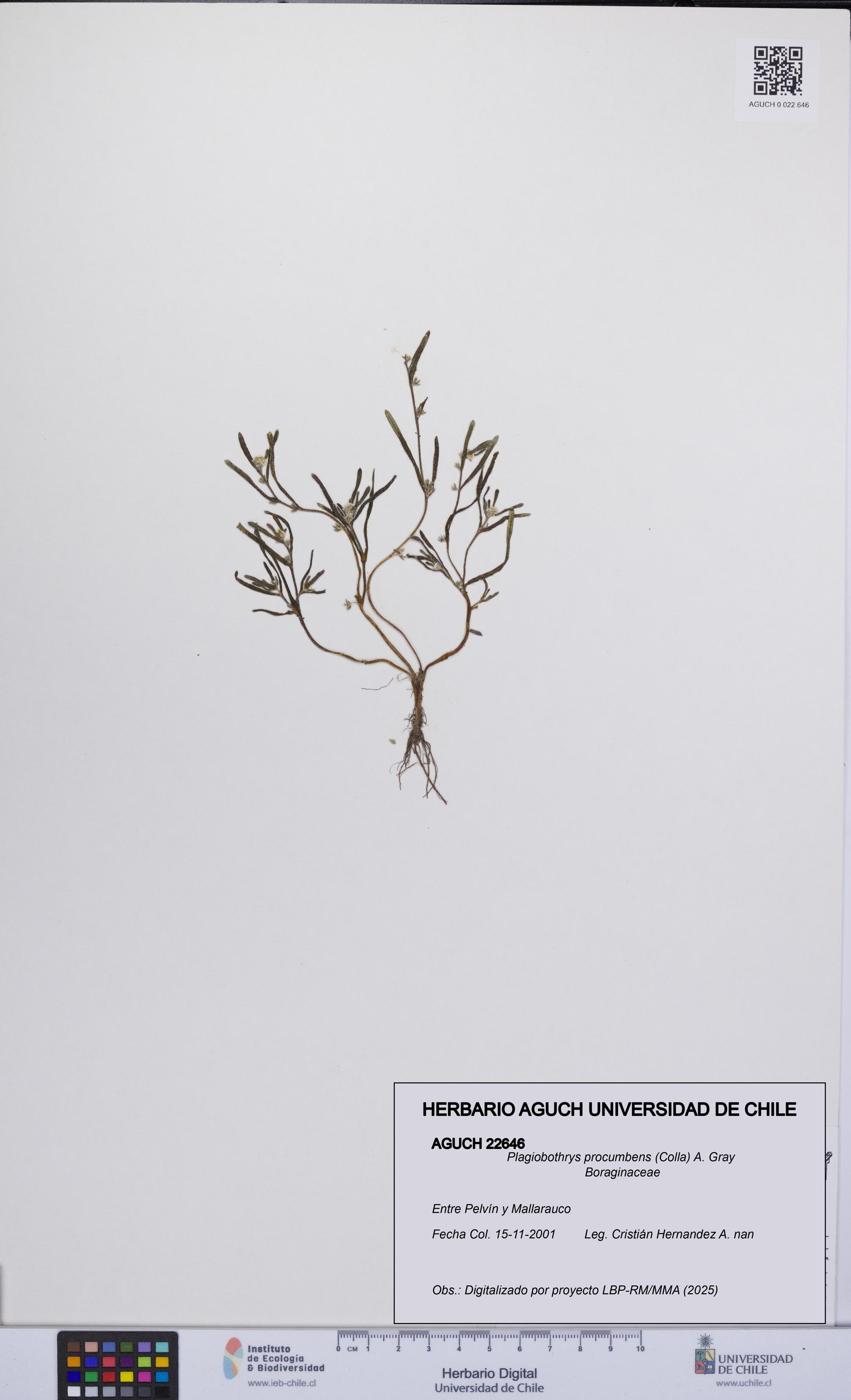 Plagiobothrys procumbens [Espécimen: UCH:AGUCH:0022646]