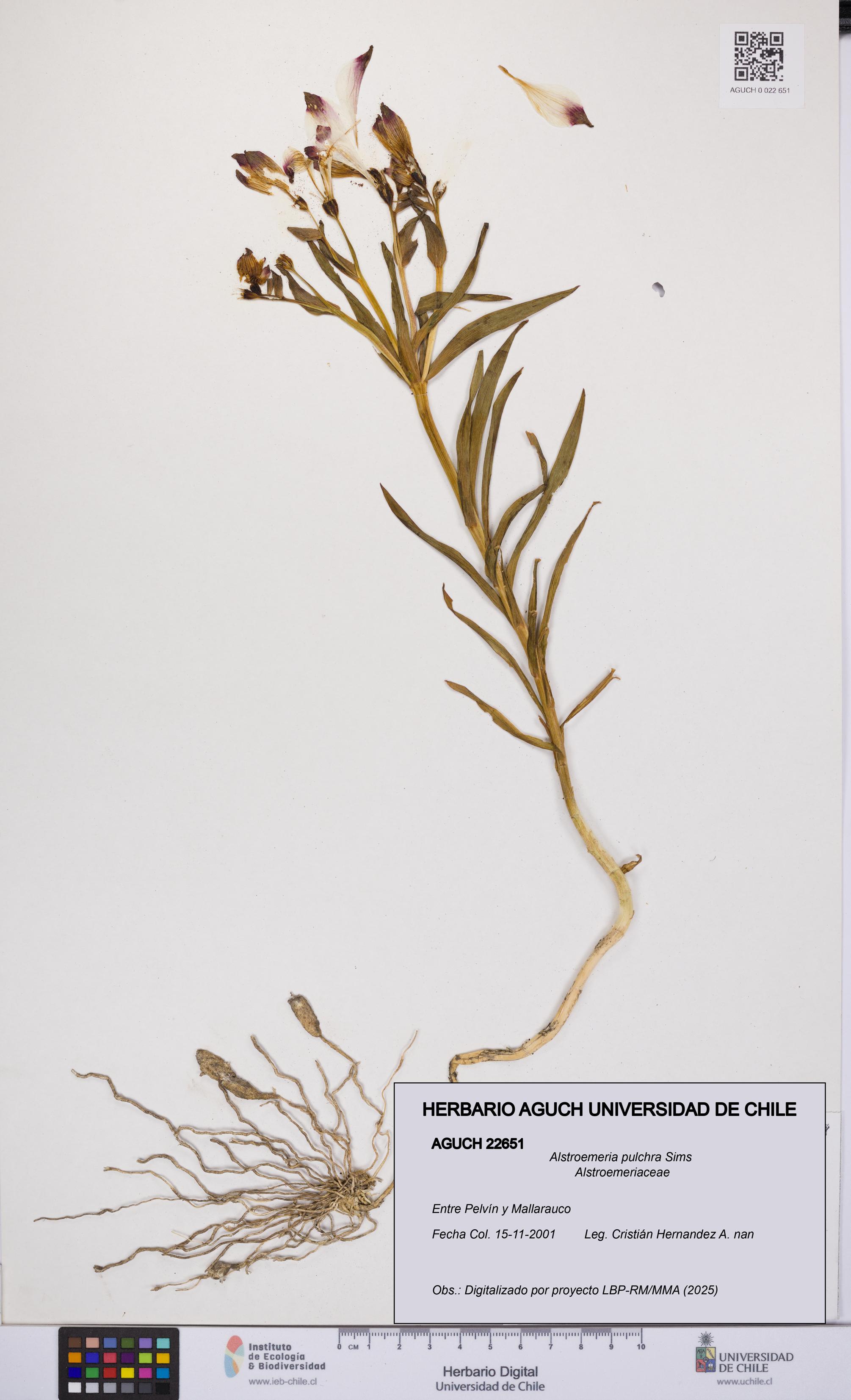 Alstroemeria pulchra [Espécimen: UCH:AGUCH:0022651]