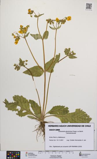 Calceolaria glandulosa [Espécimen: UCH:AGUCH:0022655]